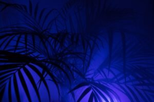 palm tree, diffuse, art, laptop wallpaper, beautiful wallpaper, wallpaper hd, 4k wallpaper 1920x1080, full hd wallpaper, hip, hipster, 4k wallpaper, fog, neon, colour, disco, party, free wallpaper, series image, the shade, free background, hd wallpaper, background, artificially, lighting, image series, neon light, mac wallpaper, cool backgrounds, neon lights, yukka, lamp, smoke, desktop backgrounds, schemes, windows wallpaper, light, multicoloured, leaf, artistic, neon, nature, neon, neon, wallpaper 4k, neon, neon, disco, party